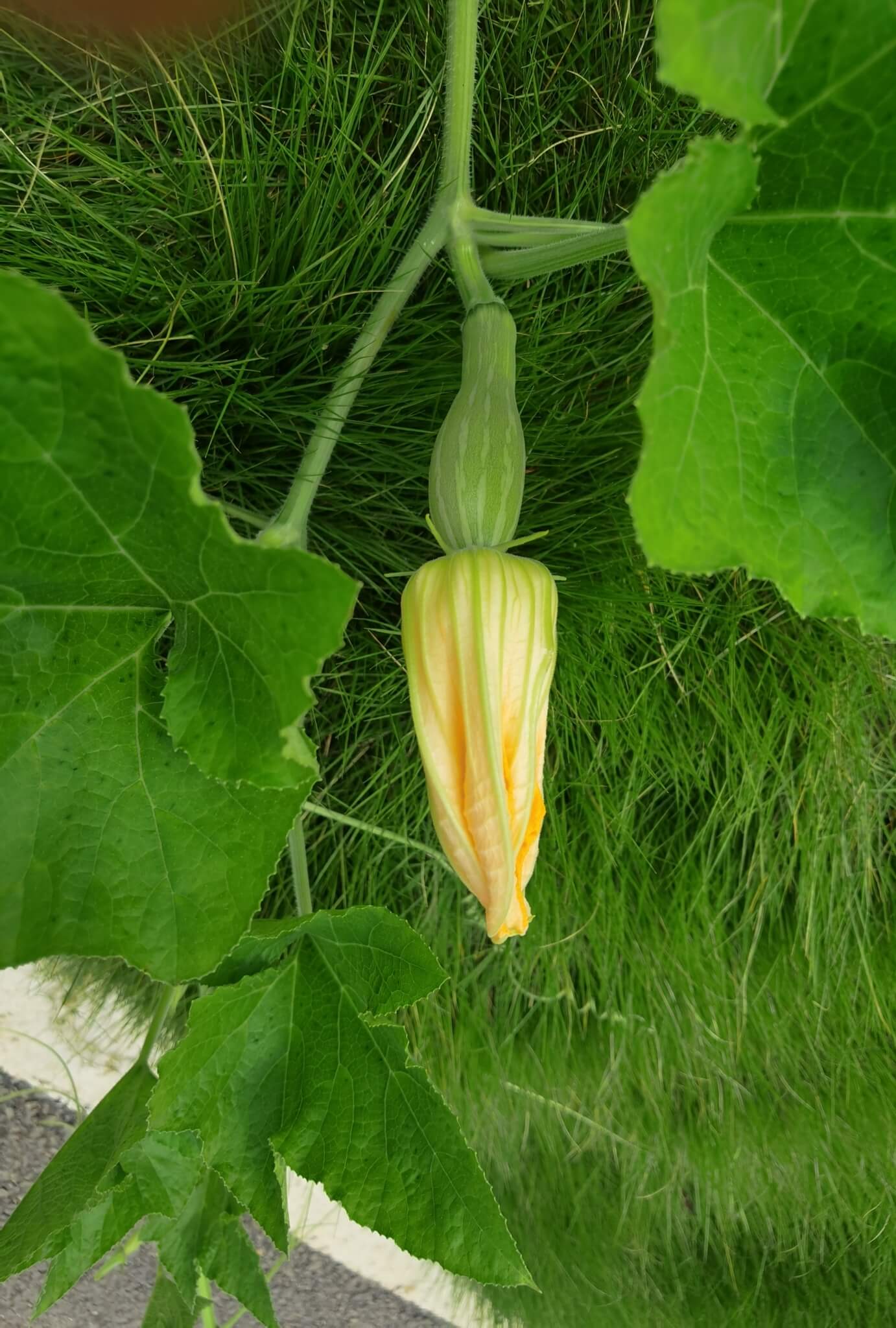 Cucurbita moschata